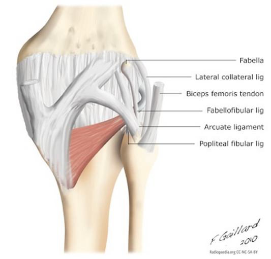 The Posterolateral Corner of the Knee