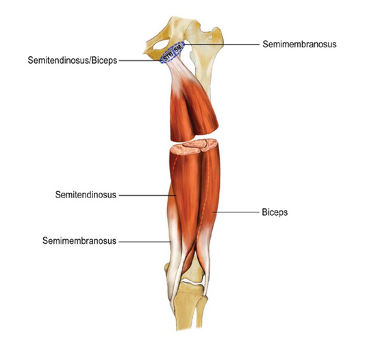 Hamstring Strains